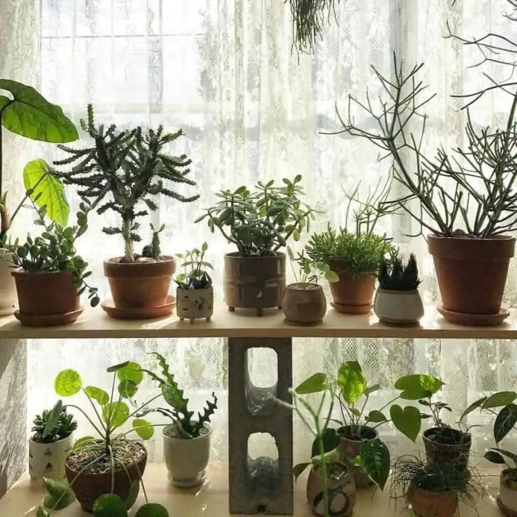zebra plant shelf north window
