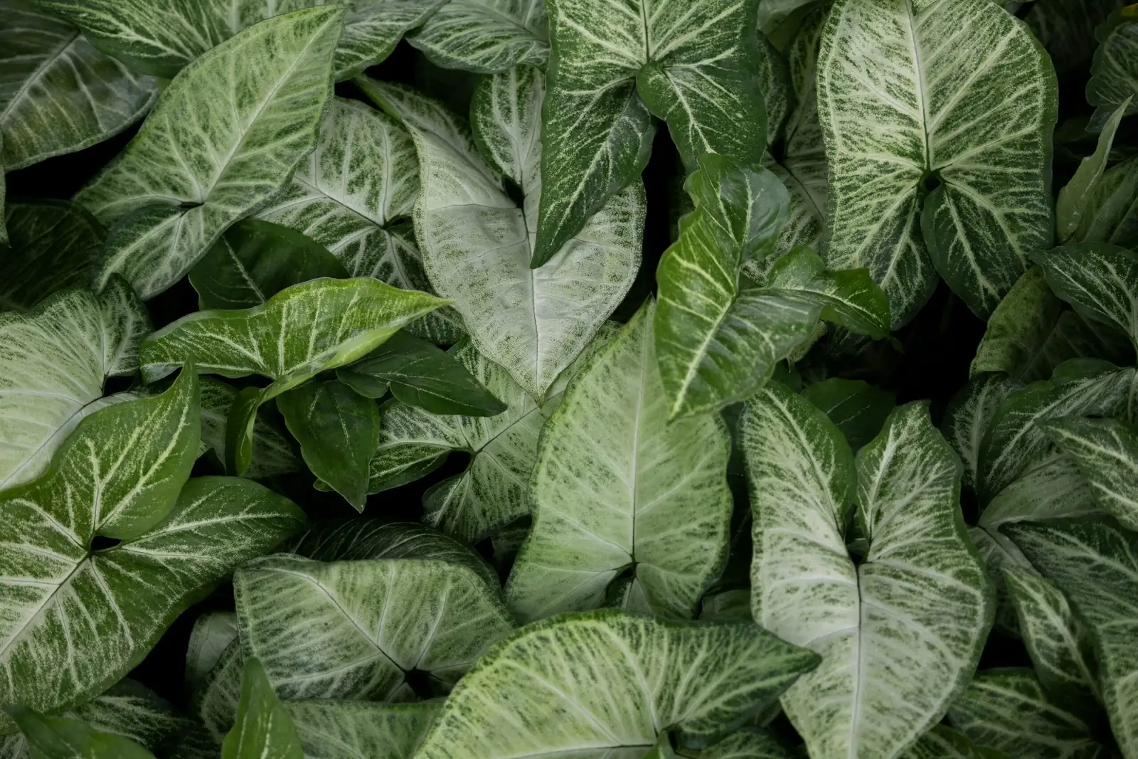 zebra plant leaf veins close up