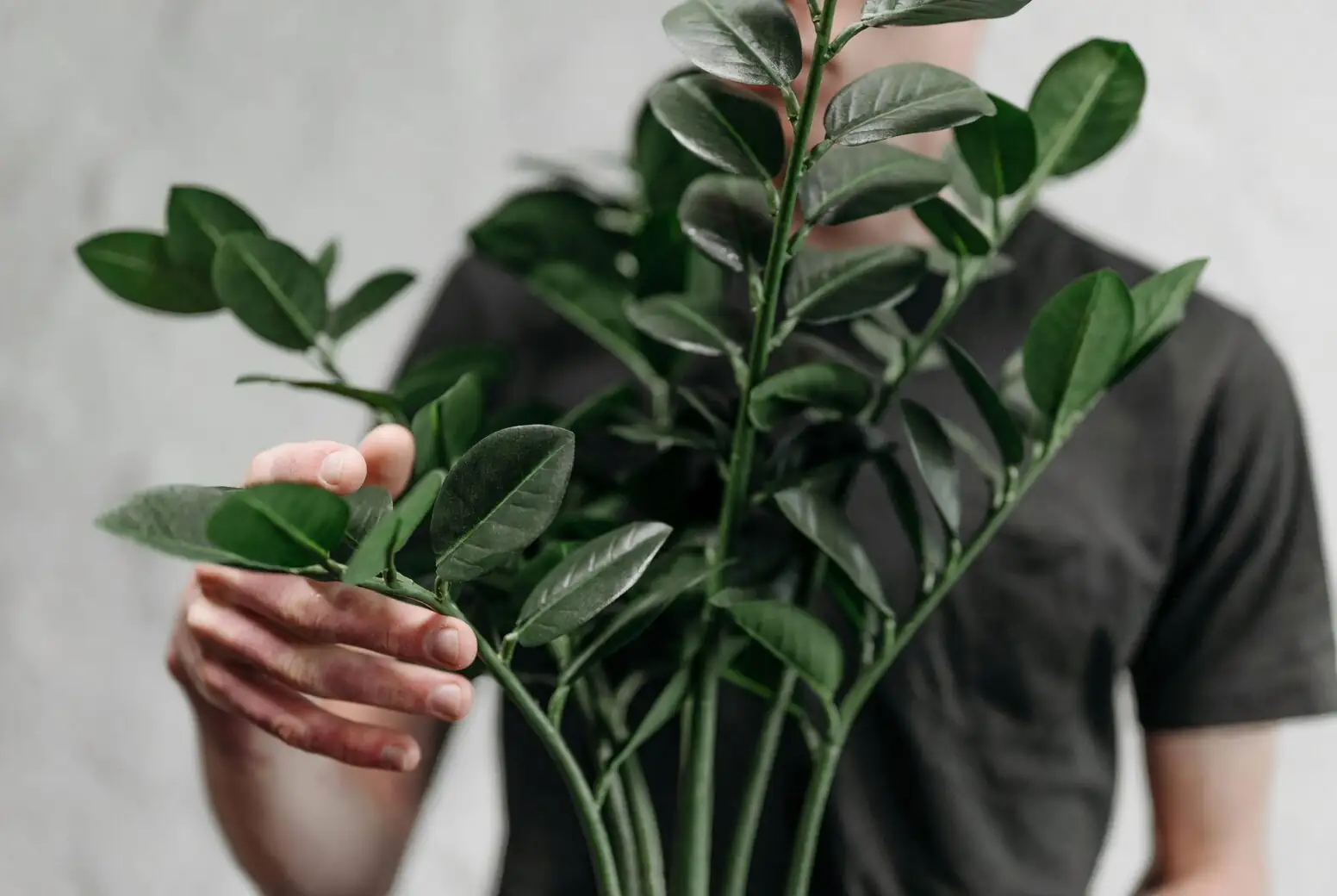 zebra plant pruning after flowering