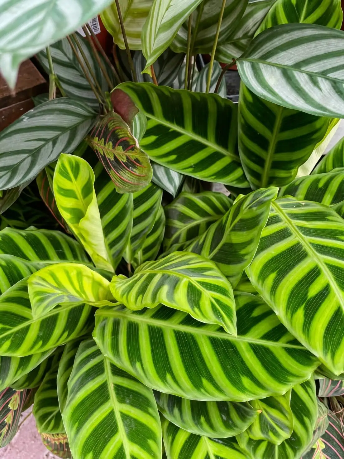 zebra plant east window light