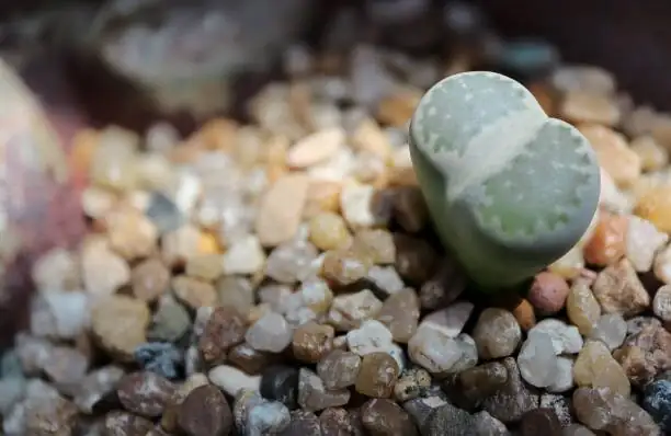 lithops molting close-up