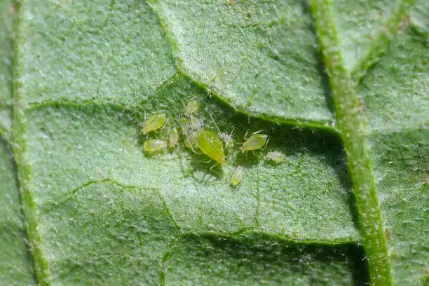 lithops aphids fissure macro