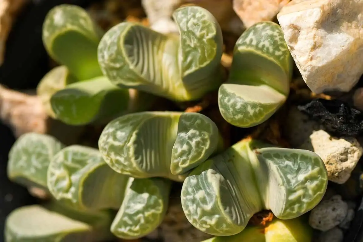 lithops roots with galls close-up