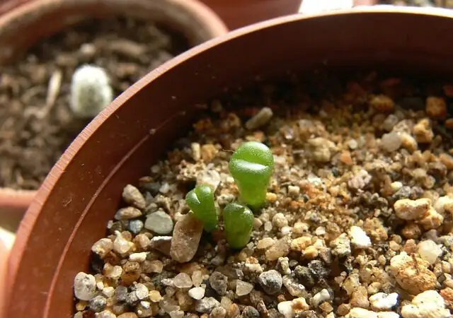 lithops small pot gritty mix