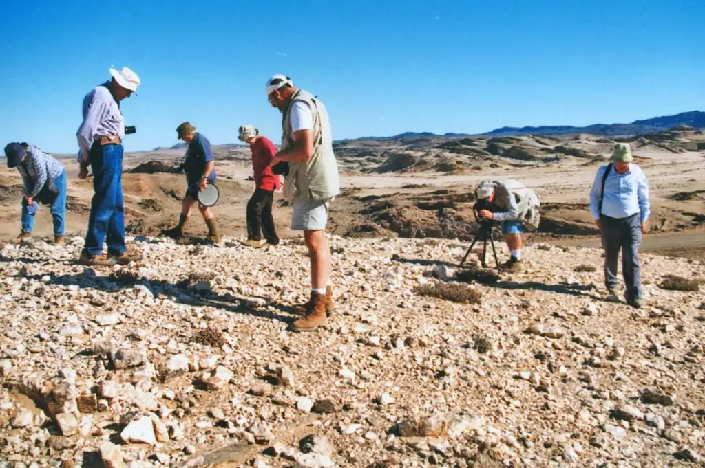 lithops habitat Namibia fog