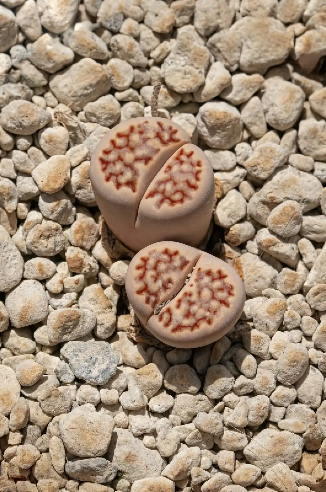 lithops leaf window close-up