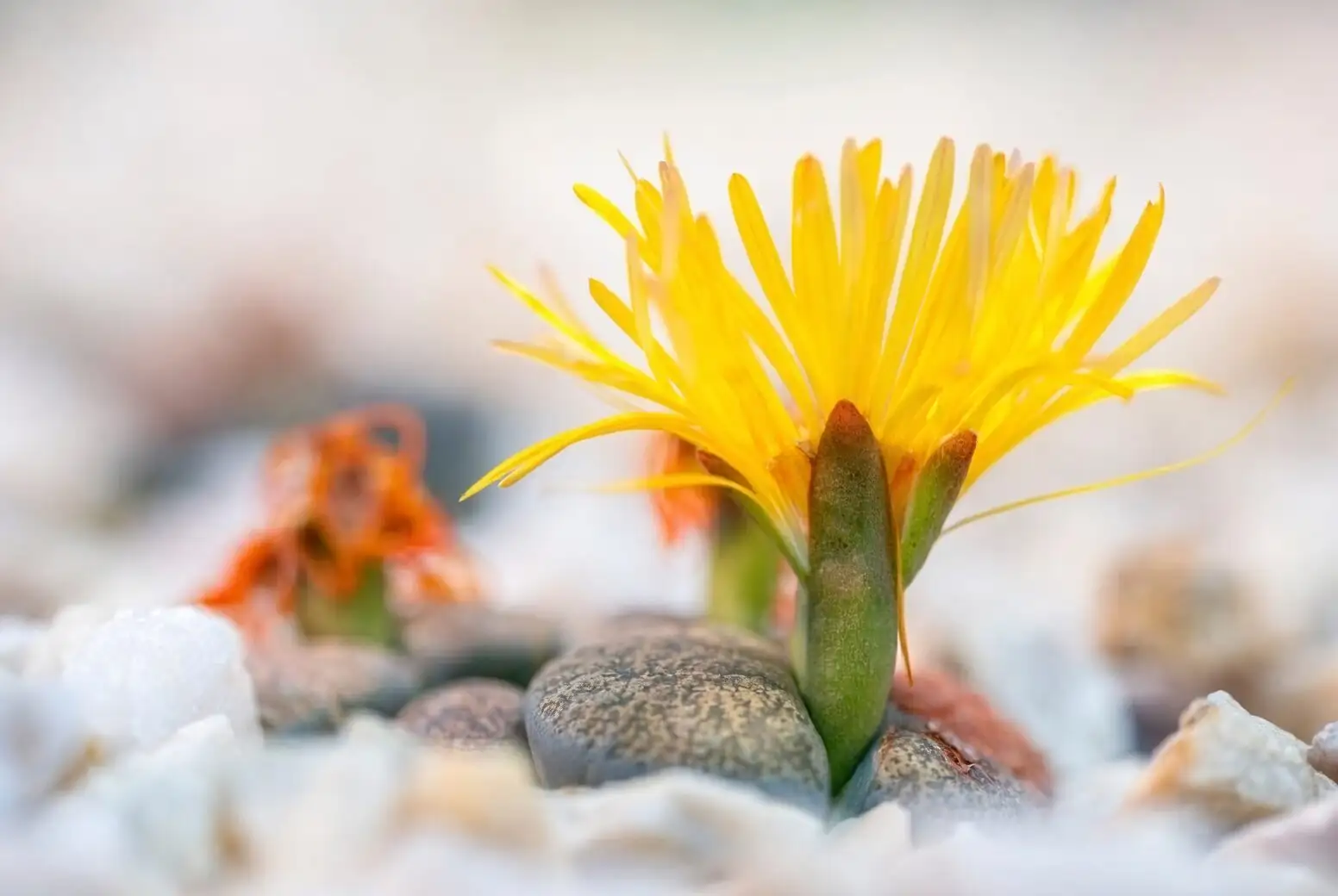 lithops white daisy flower