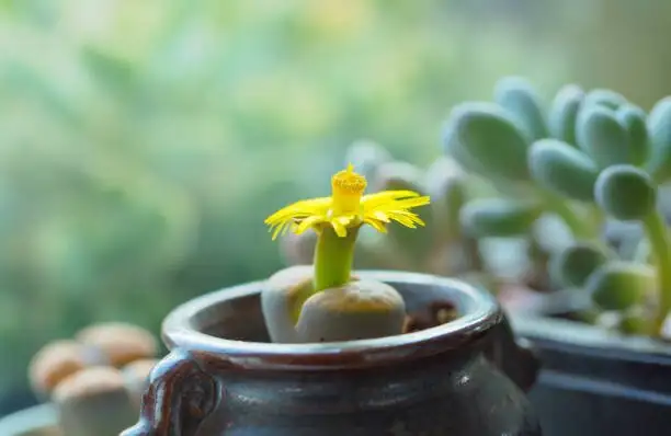 hand pollinating lithops flower macro