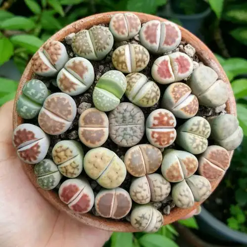 lithops small clay pot gritty mix