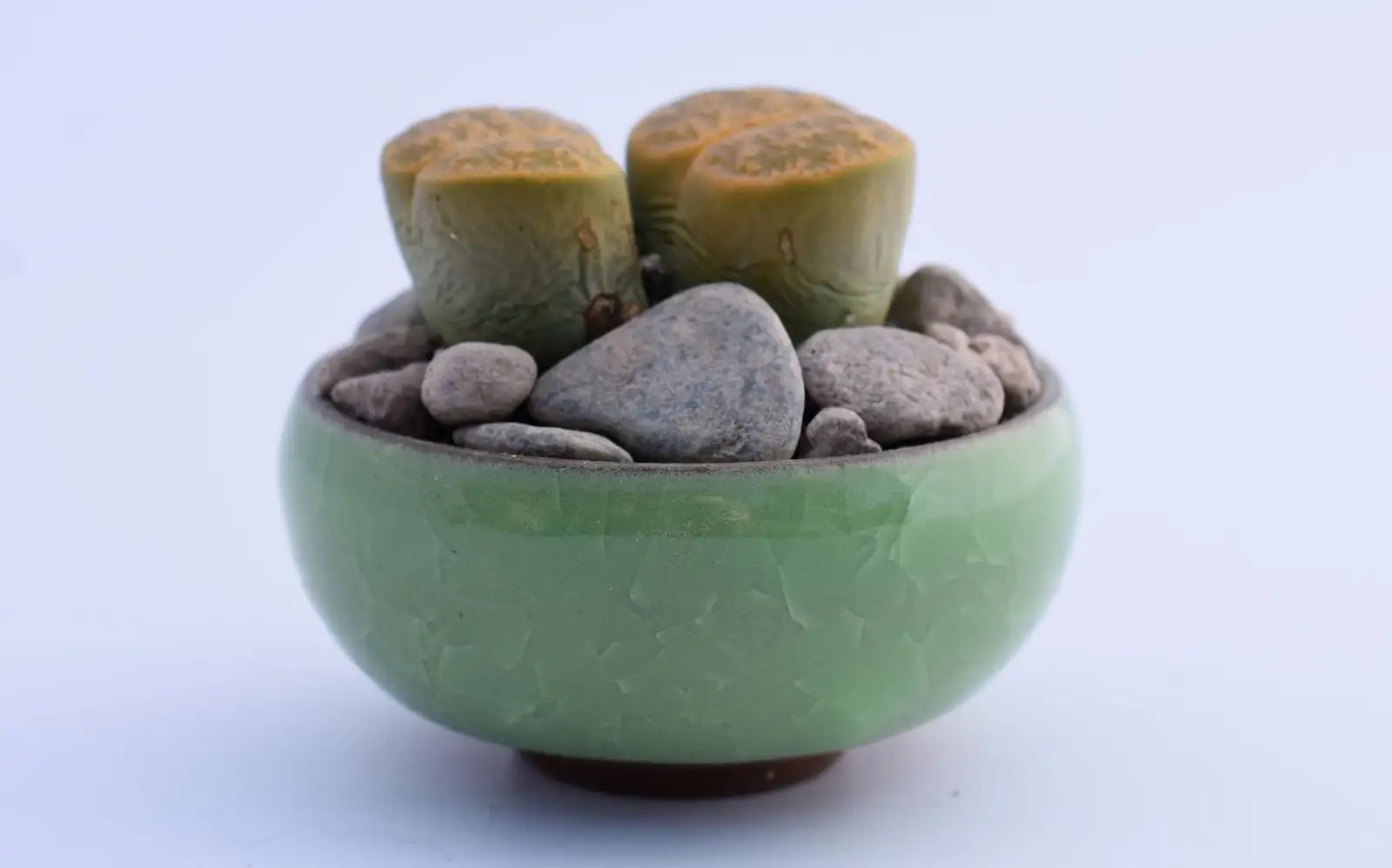 lithops vs conophytum side by side