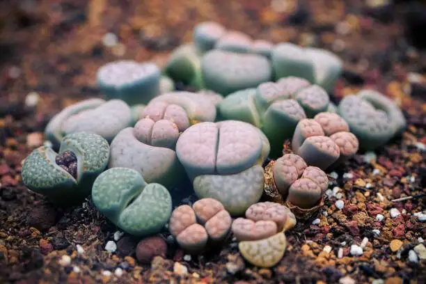 lithops in gravel habitat