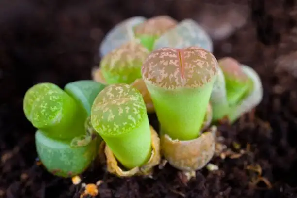 lithops shedding skin close up
