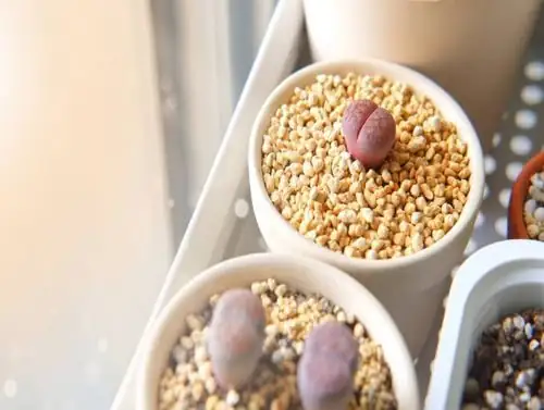 lithops on windowsill morning light
