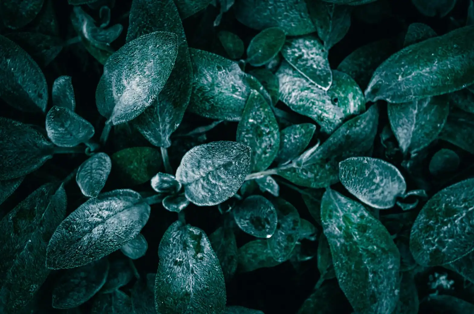 lithops wrinkled leaves close up