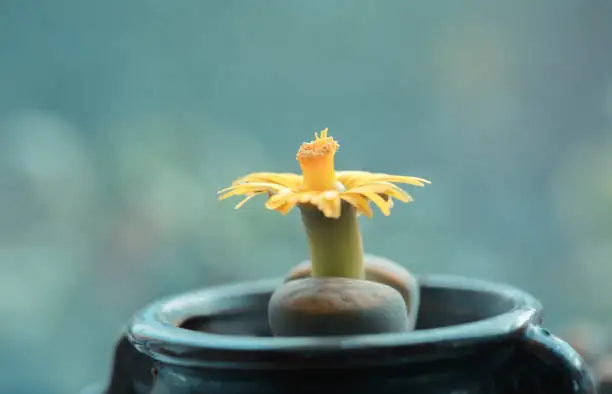 像撒芝麻一样播？生石花播种与幼苗“驯养”全程班
