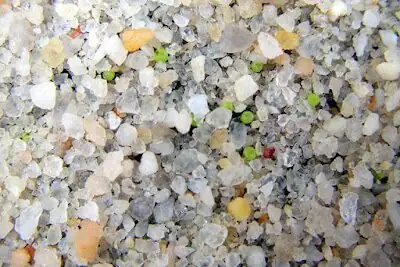 lithops seed sowing tray