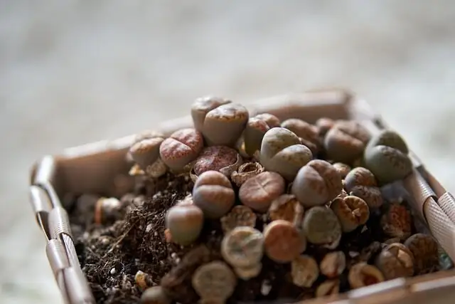 lithops first molt split