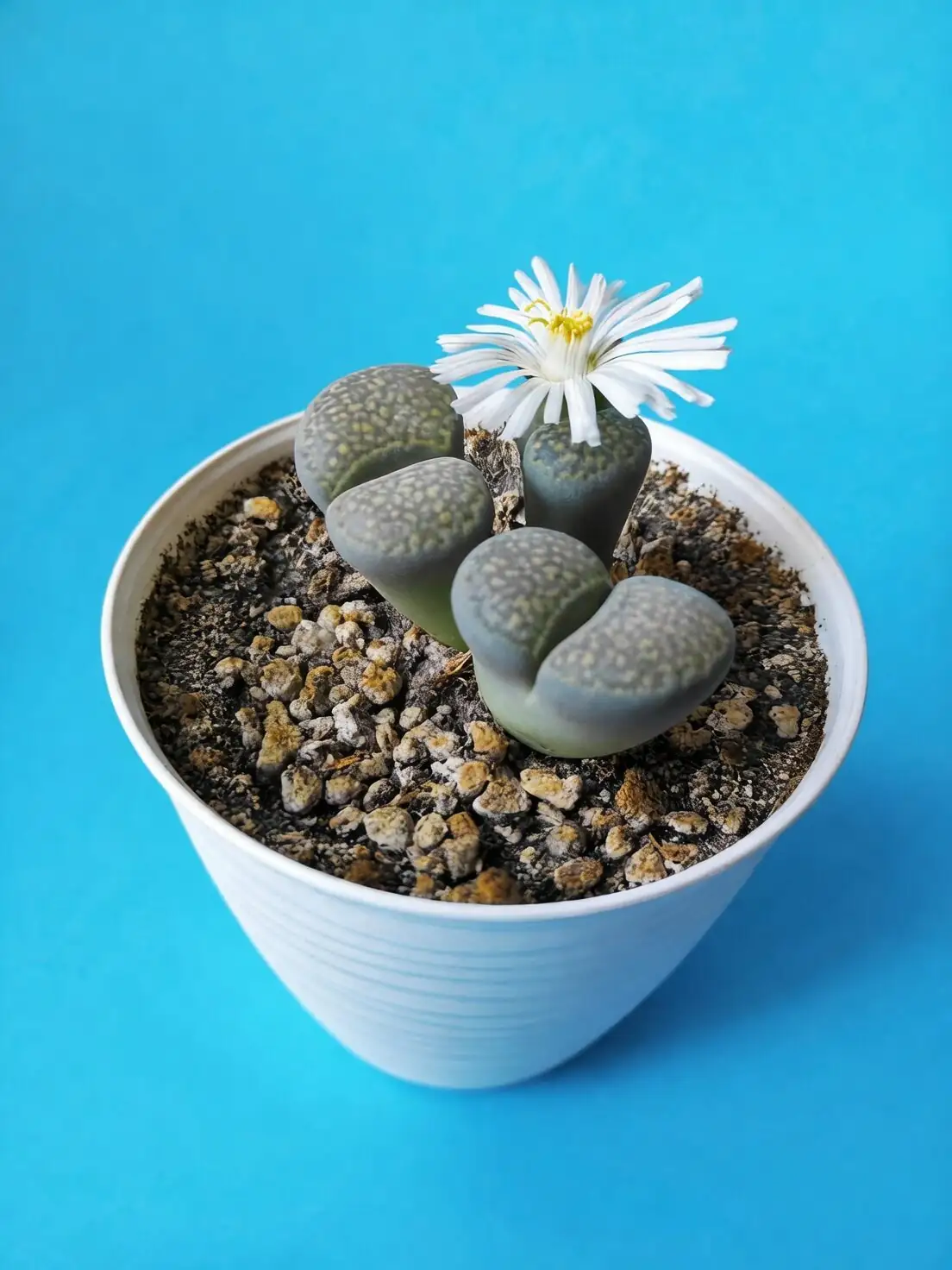 把桌面变成“假石滩”：生石花微景观配盆与铺面美学
