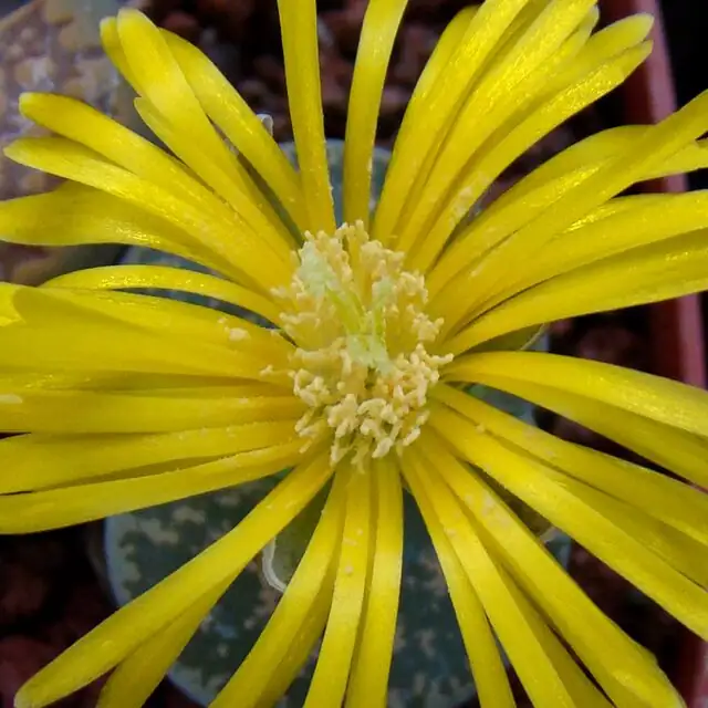 lithops flower macro backlight