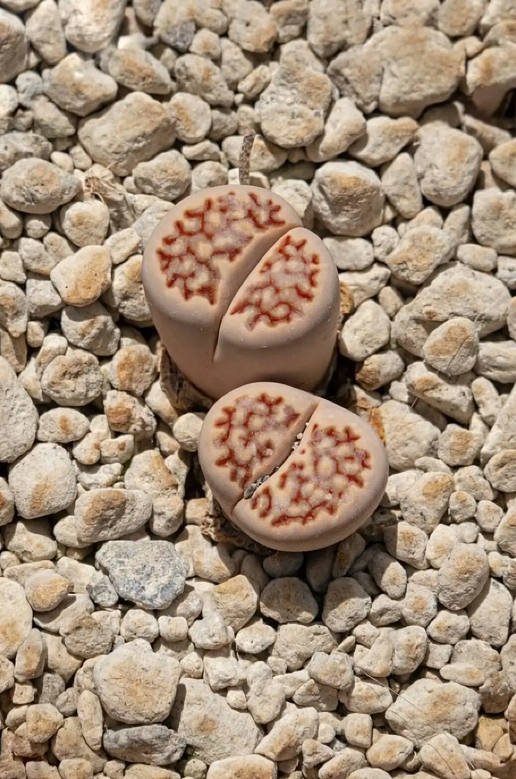 lithops gravel top dressing close-up