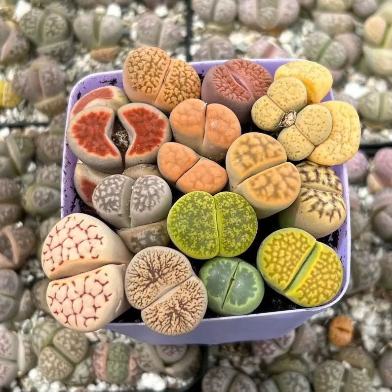 花纹控请进！生石花“品系图鉴”入门与选购避坑