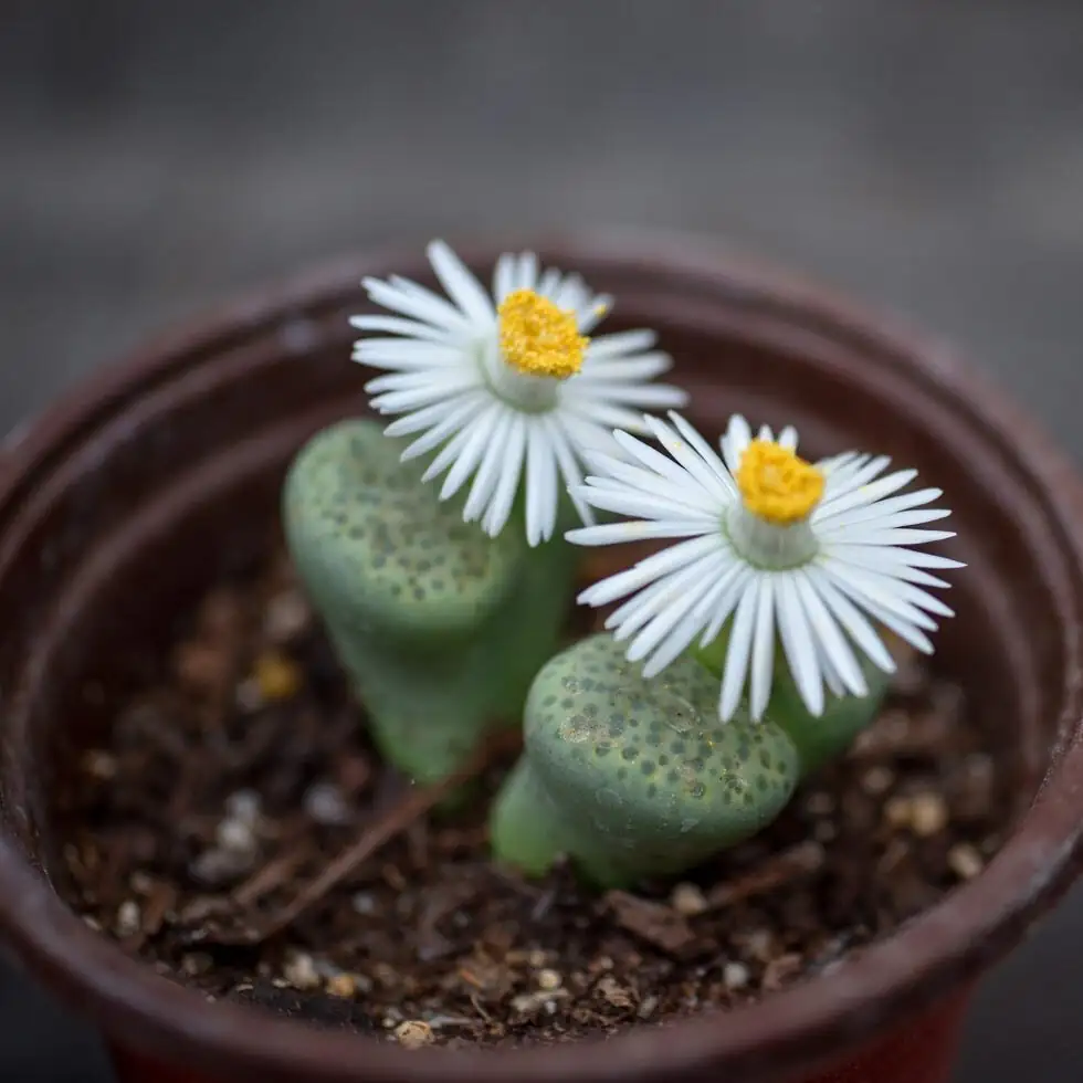 lithops window island close-up