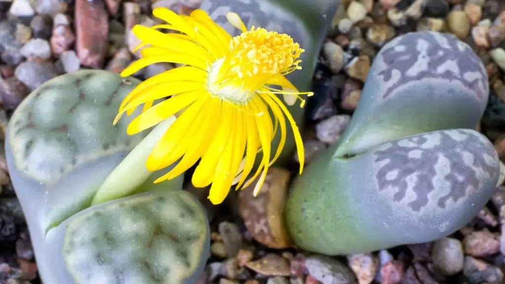 lithops flower emerging close-up
