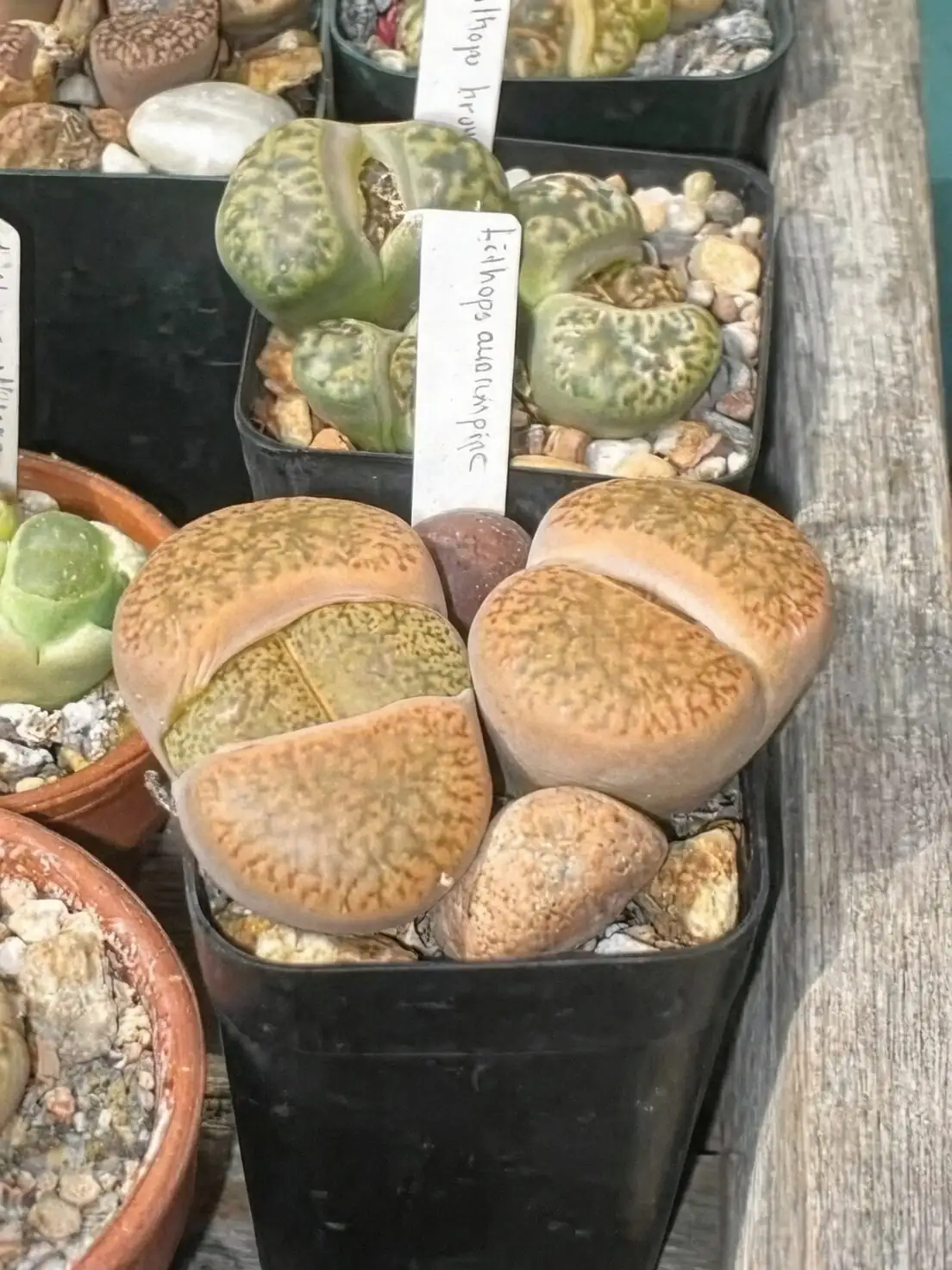 lithops under shade net summer