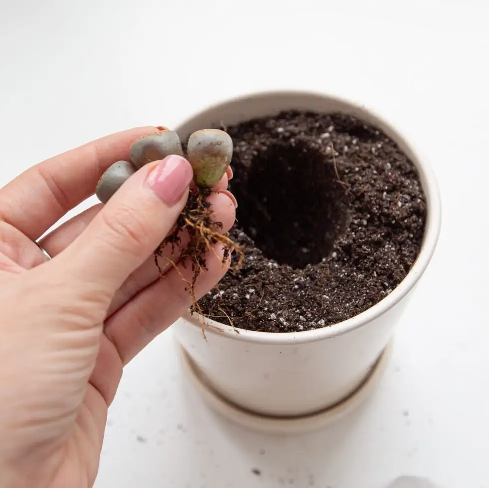 lithops gritty soil watering hand