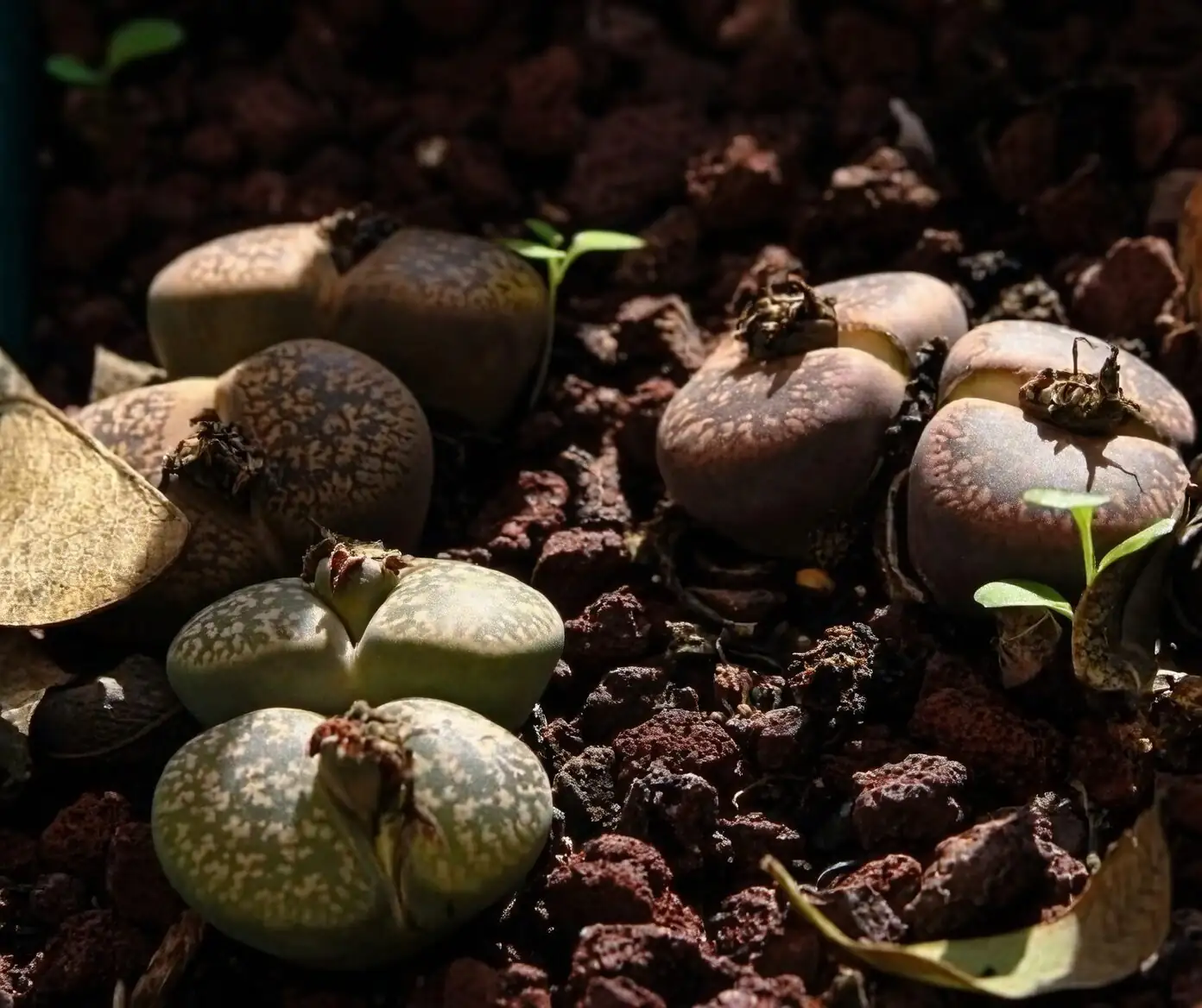 lithops molting split close-up