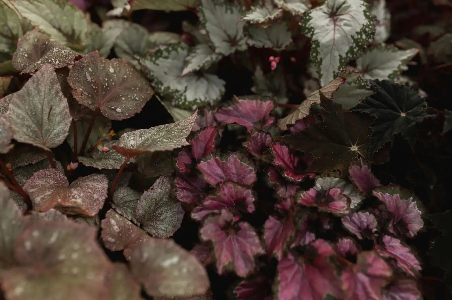 rex begonia east-facing window light