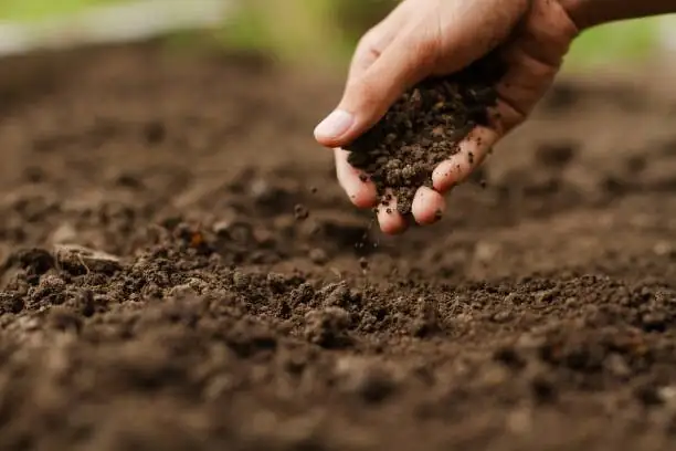 rex begonia soil moisture check