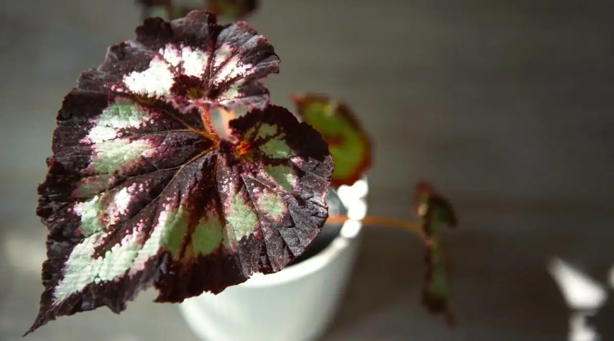 rex begonia with ferns shelf