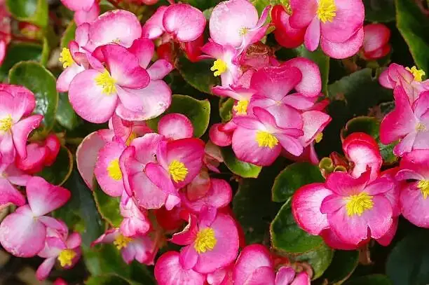 begonia pavonina bright indirect light