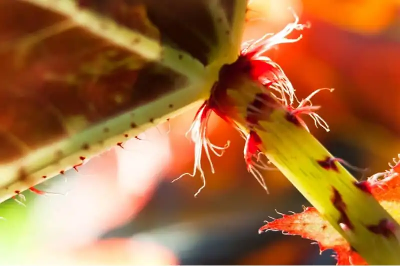 begonia pavonina mealybugs leaf axil