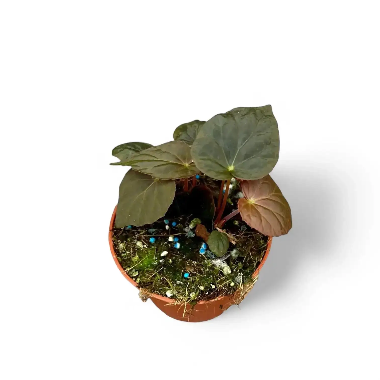 begonia pavonina spider mites underside