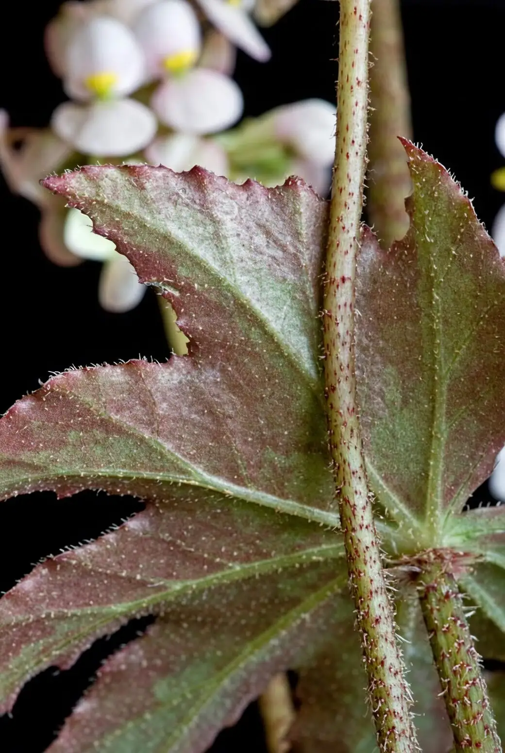 begonia leaf hairs macro