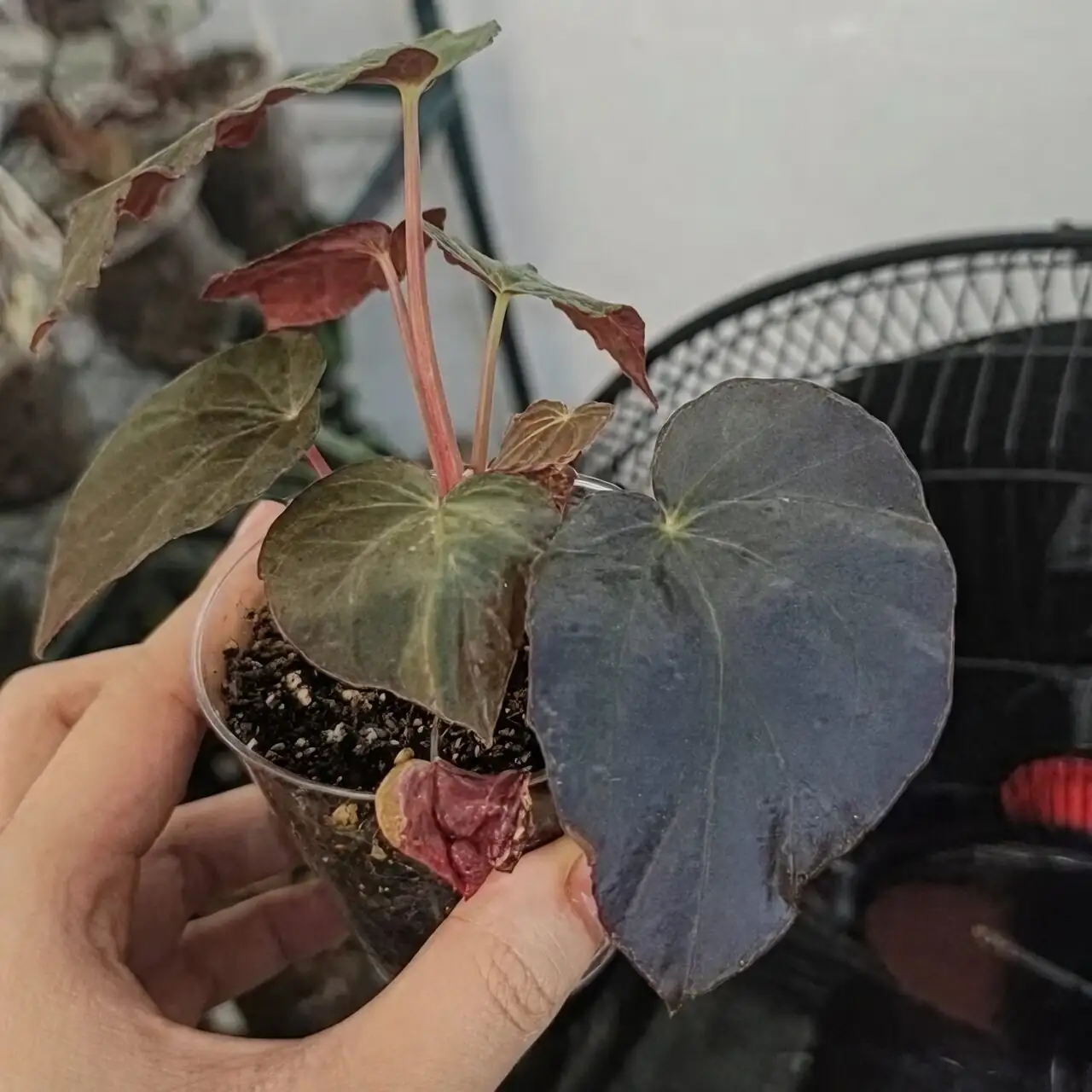 begonia pavonina blue iridescence