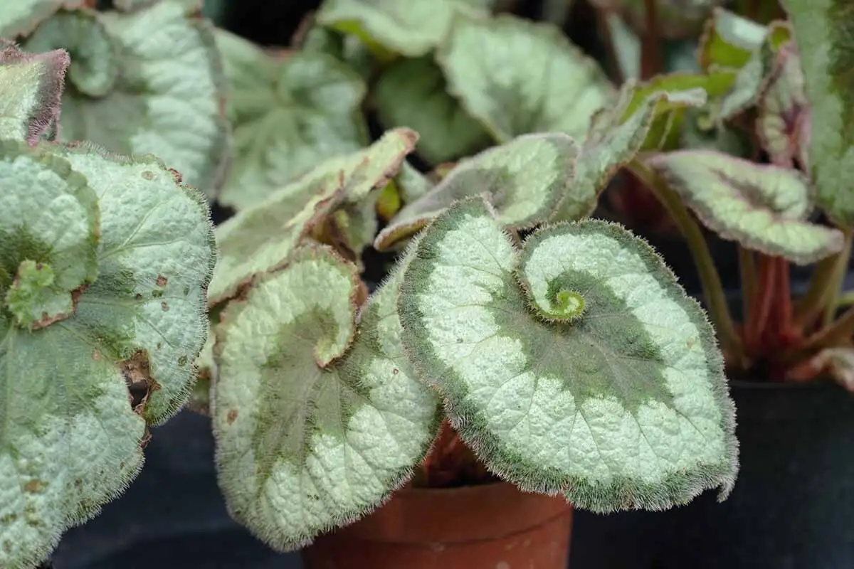begonia mealybugs leaf close-up