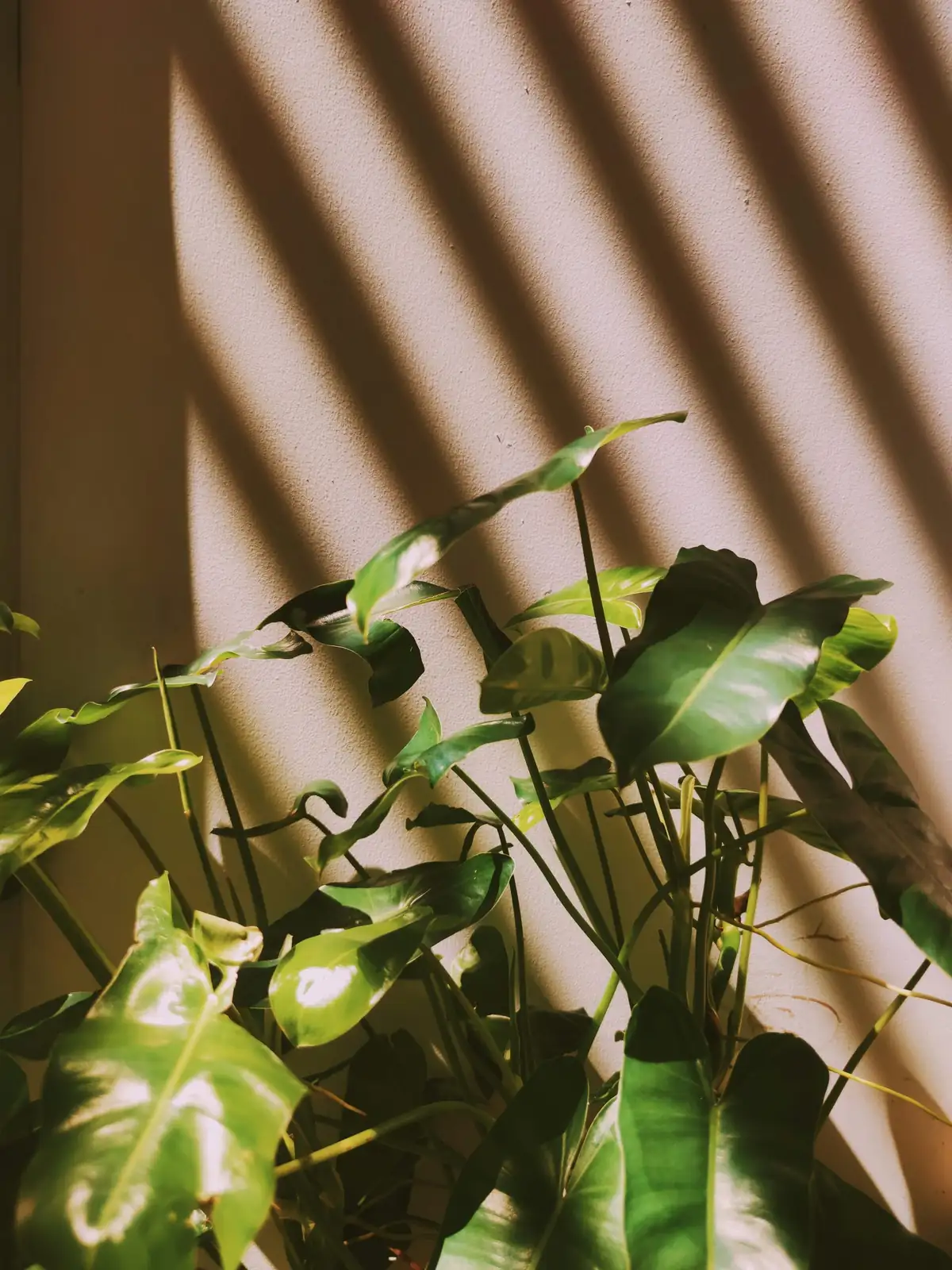 begonia leaves side lighting shadows