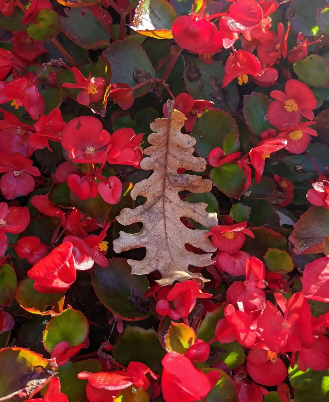 begonia healthy leaf and sunscorch