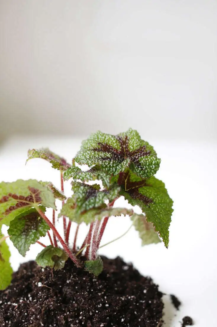 begonia masoniana leaf close-up