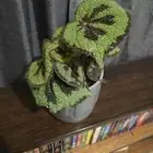 begonia masoniana on desk window