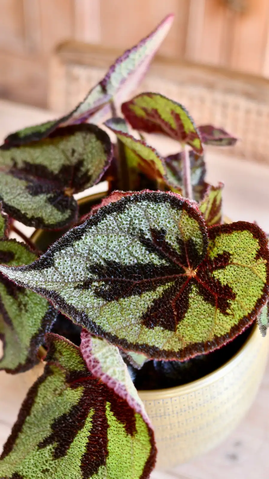 begonia masoniana gift wrapping