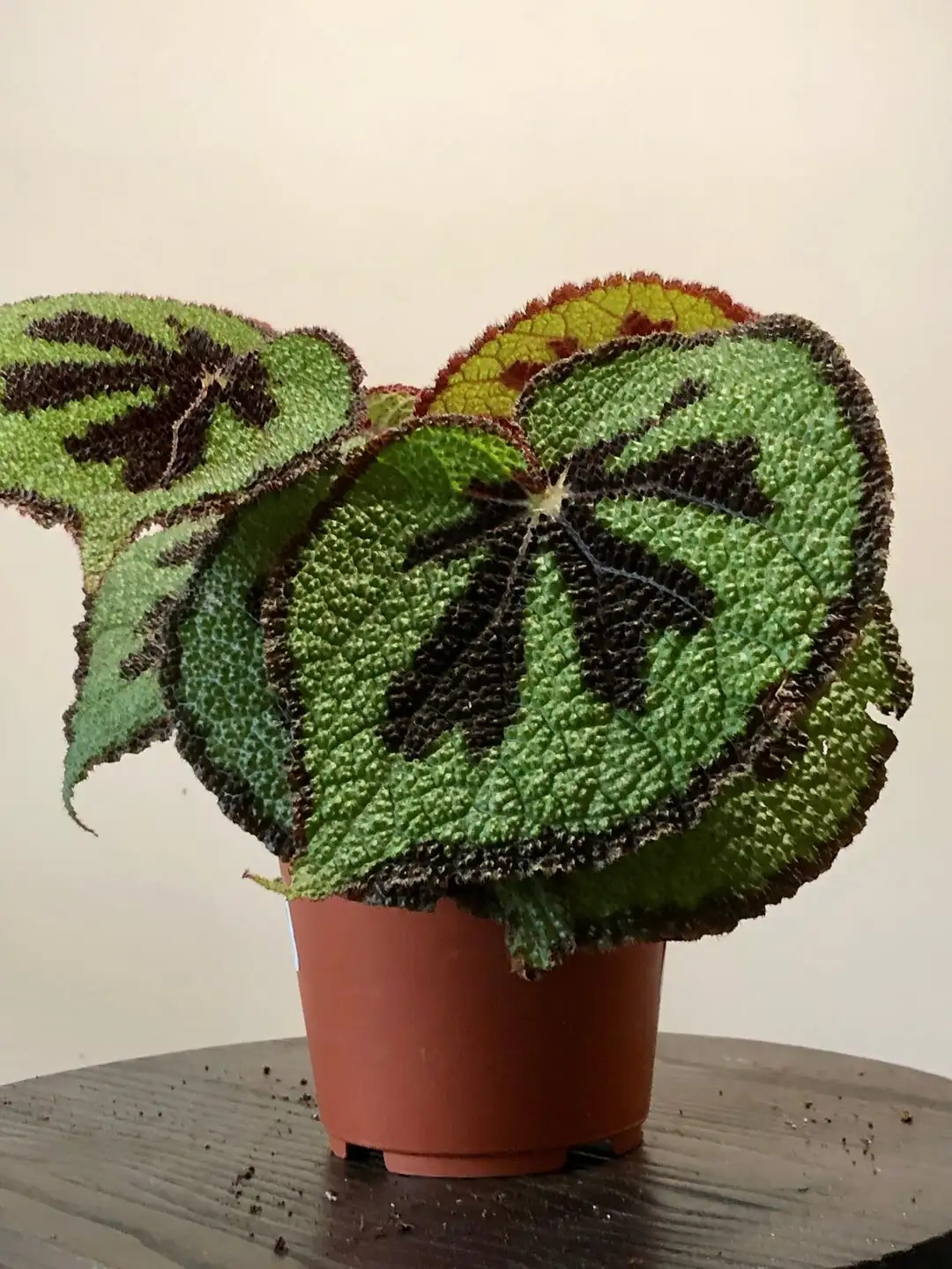 begonia masoniana east window