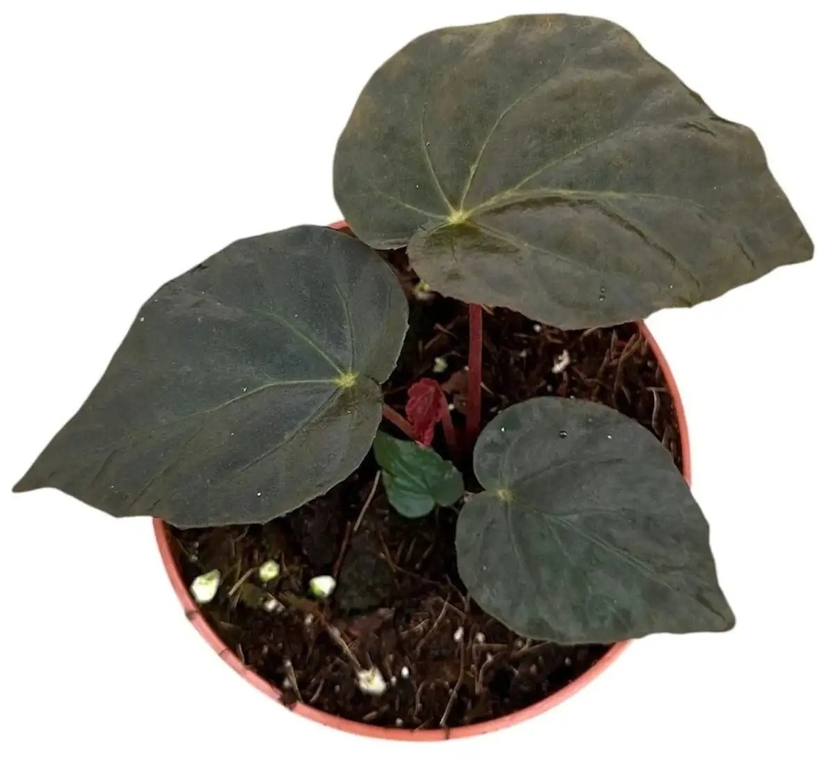 begonia pavonina on desk terracotta pot