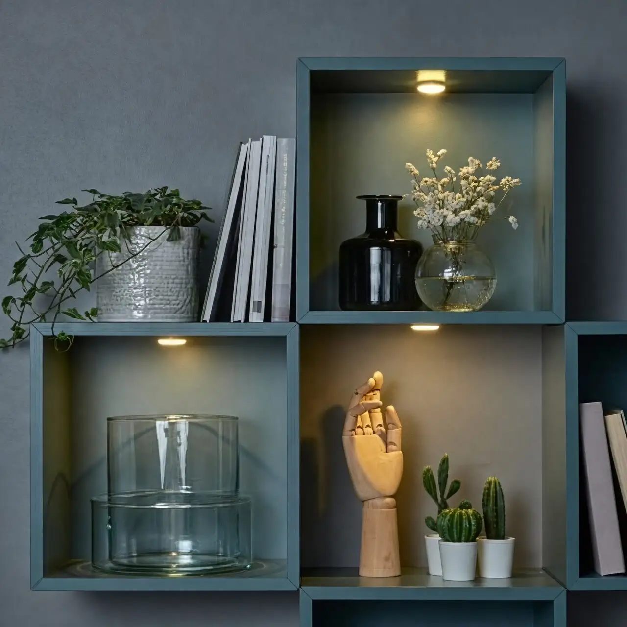 begonia pavonina display shelf LED lighting