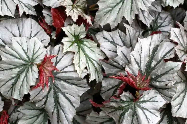 begonia pavonina under glass cloche