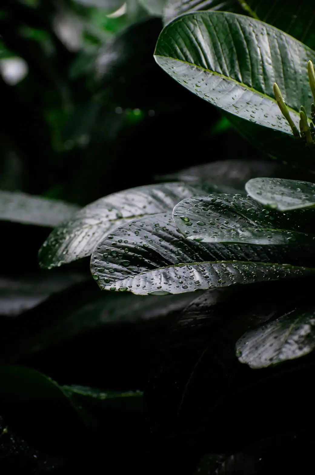 begonia pavonina leaf cutting close-up