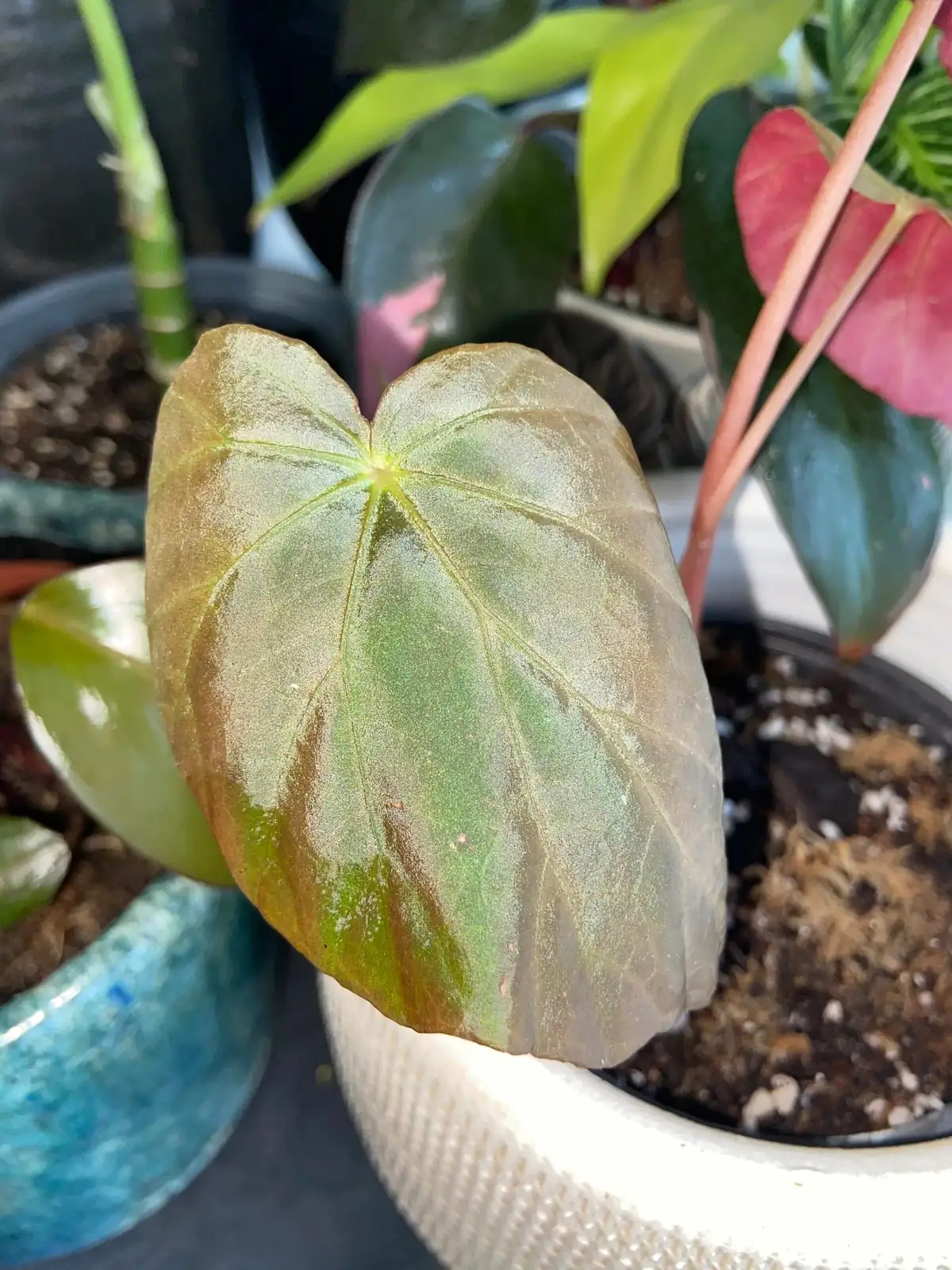 begonia pavonina humidity dome propagation